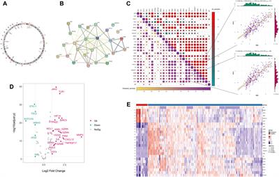 Identification of immunological characterization and Anoikis-related molecular clusters in rheumatoid arthritis